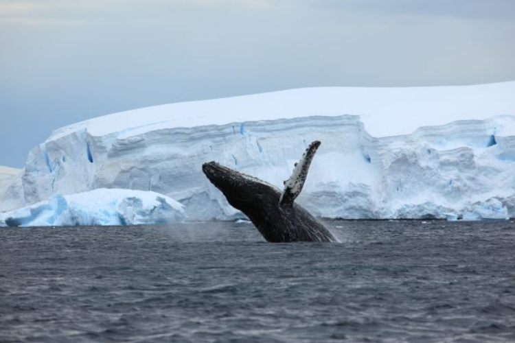 การล่าวาฬอายุหลายร้อยปีเติมเต็มช่องว่างในความรู้